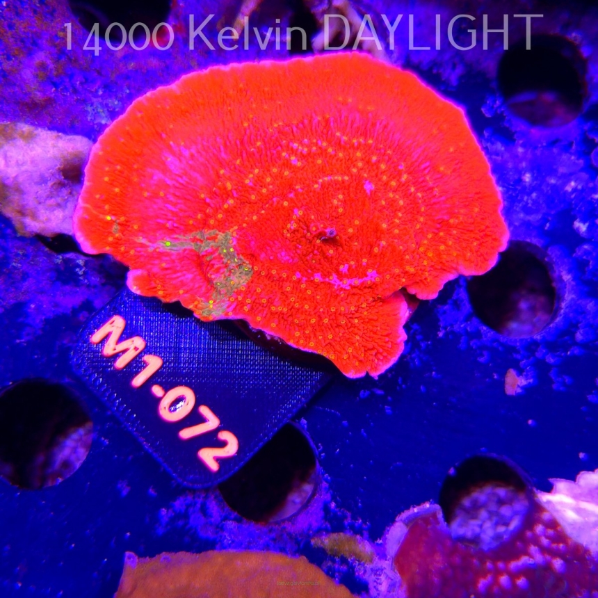 Montipora WWC SUNFIRE GRAFTED (12.06.2026) M1-072  7cm
