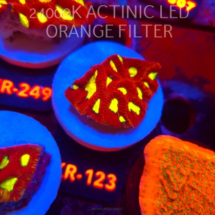 Favia CORAL SEA (17.09.2026) KR-123  5cm