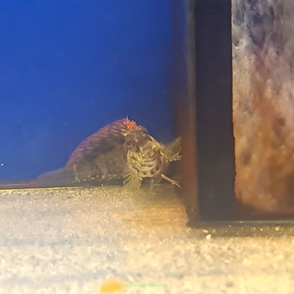 Salarias Fasciatus rozmiar 8-9cm (RED FIN)