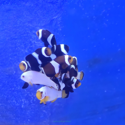 Amphiprion ocellaris Darvin (Black Nemo Clown) 3cm AQUACULTURE