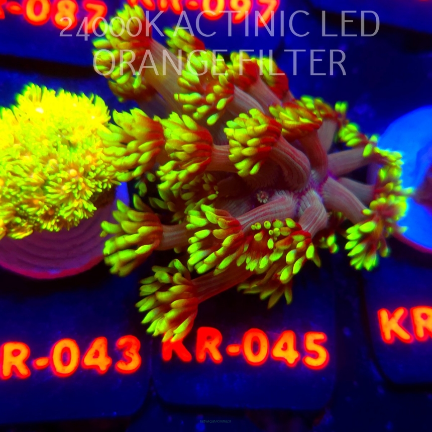 Goniopora NUCLEAR GREEN HIGHLIGHTER (02.11.2025) KR-045  2cm