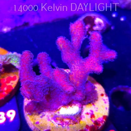 Pocillopora sp. FIJI PINK (23.05.2026) H1-052  6cm