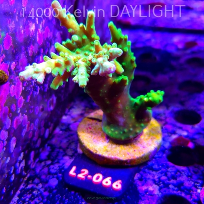 Acropora AUSTERA BANANA (17.03.2026) L2-066  10cm