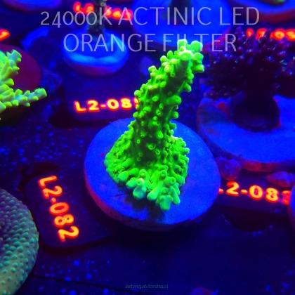 Acropora AUSTERA BANANA (16.11.2025) L2-082  7cm