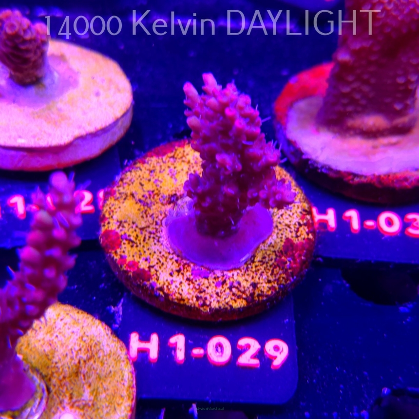 Acropora microclados STRAWBERRY SHORTCAKE (24.05.2026) H1-029  4cm