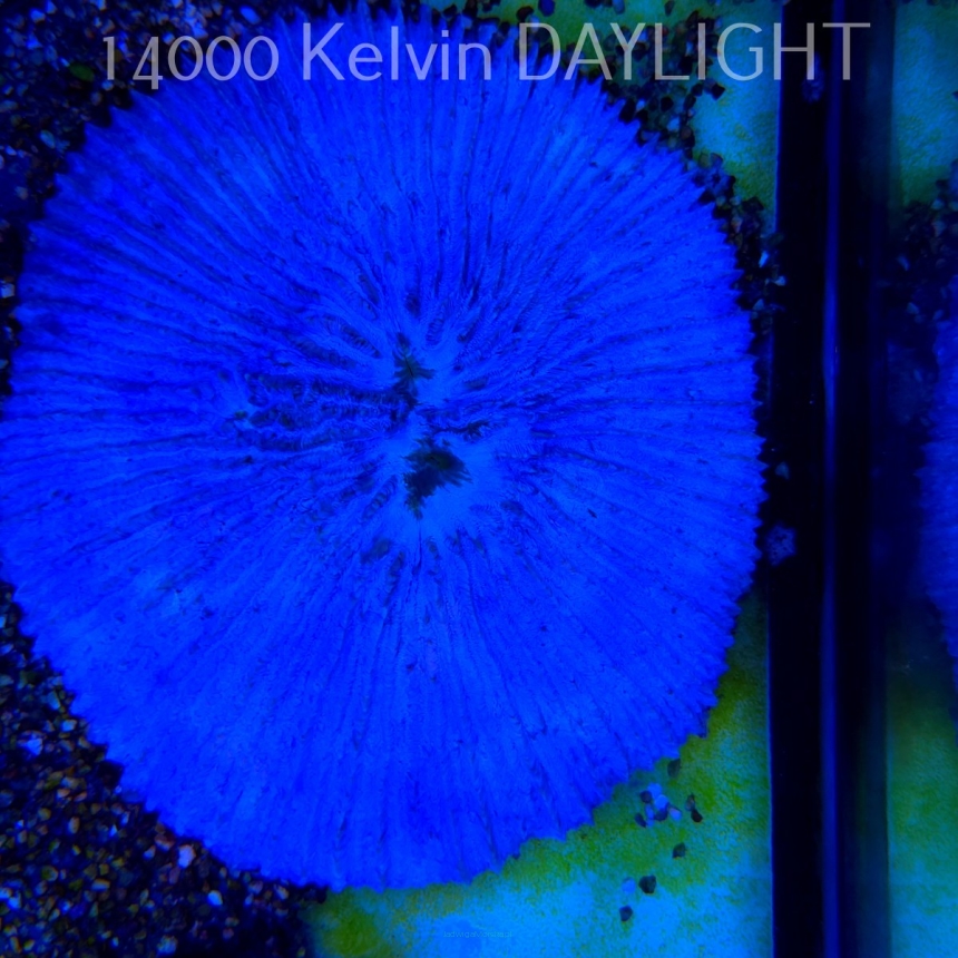    Fungia TRUE BLUE UNIQUE (01.08.2025)  21cm DIAMETER GREW FOR 12 YEARS