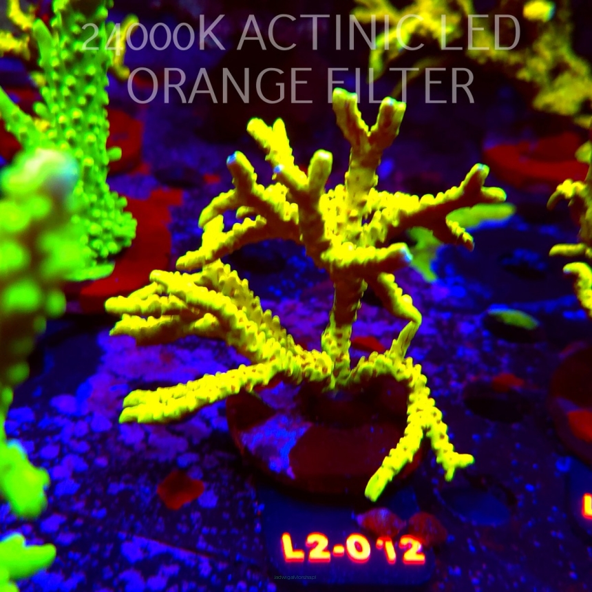Anacropora WWC SLIMEBALL (17.03.2026) L2-012  11cm