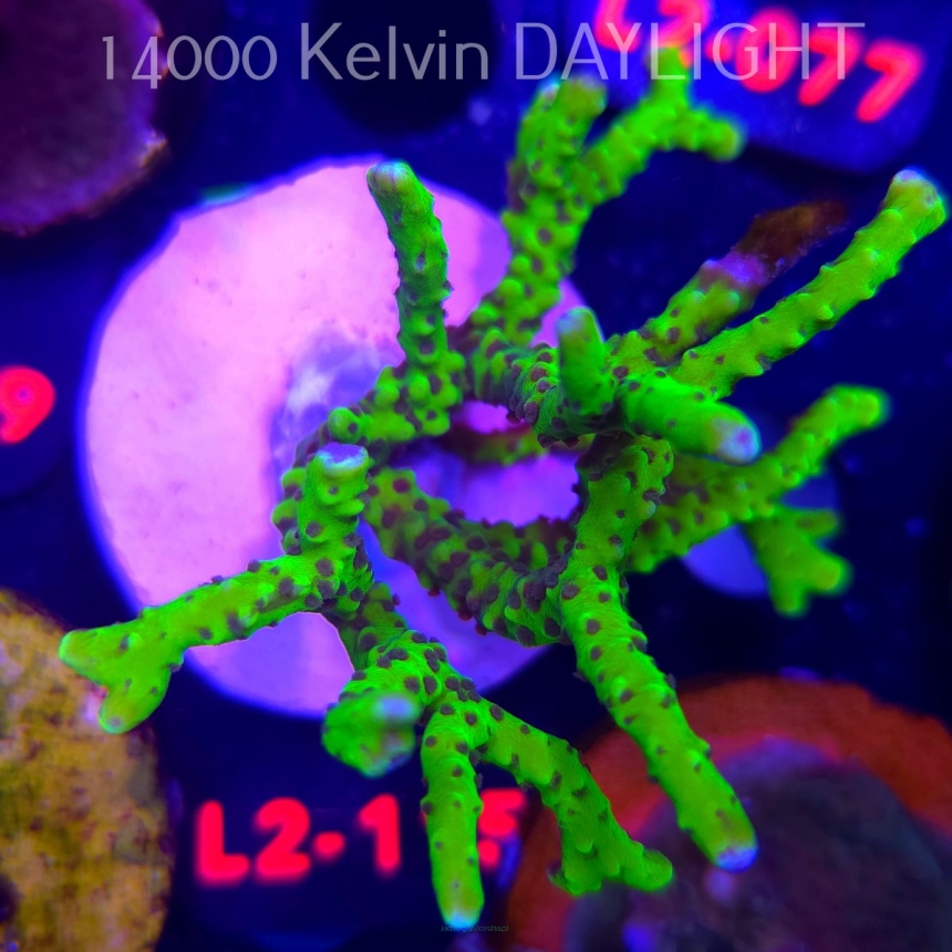 Anacropora WWC SLIMEBALL (12.11.2025) L2-115  7cm