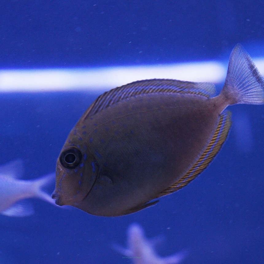 Naso lopezi rozmiar 9cm