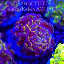 Euphyllia paraancora HOLOGRAM AURORA ULTRA (02.04.2025)