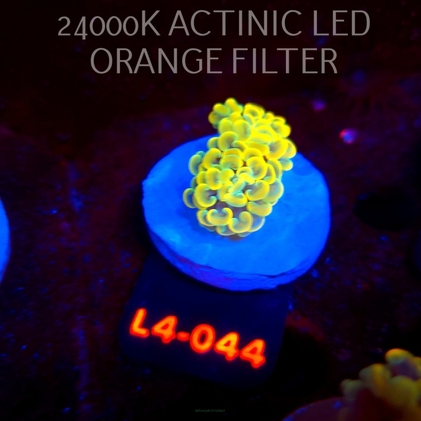 Euphyllia paraancora AUSSIE GOLD HAMMER (01.07.2026) L4-044  2H