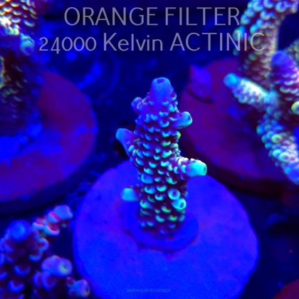 Acropora spathulata JMC DRAGON SCALES (04.10.2025)  5cm