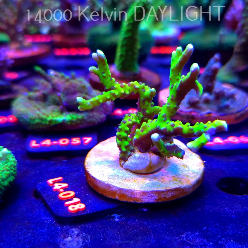 Anacropora WWC SLIMEBALL (19.03.2026) L2-018  6cm