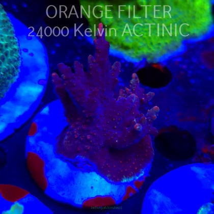 Acropora sp. AUSTRALIA (19.06.2025) L3-III-18  5cm