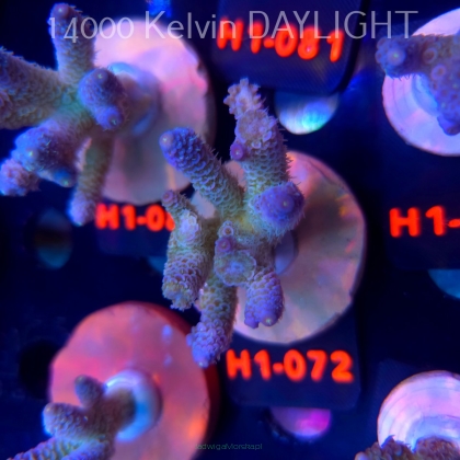 Acropora MILLEPORA RAINBOW (16.10.2025) H1-072  6cm