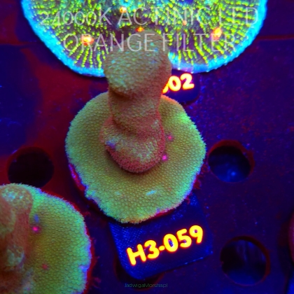 Porites cylindrica YELLOW (01.06.2026) H3-059  7cm