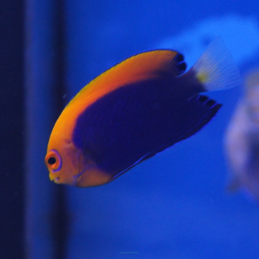 Centropyge acanthops 5 cm