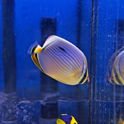 Chaetodon trifasciatus rozmiar 6cm