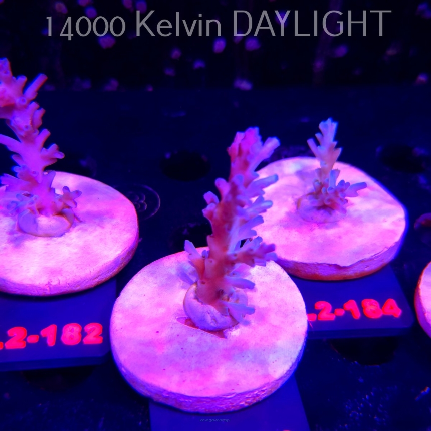 Acropora ECHINATA ICE FIRE CORAL SEA (14.08.2026) L2-183  5cm
