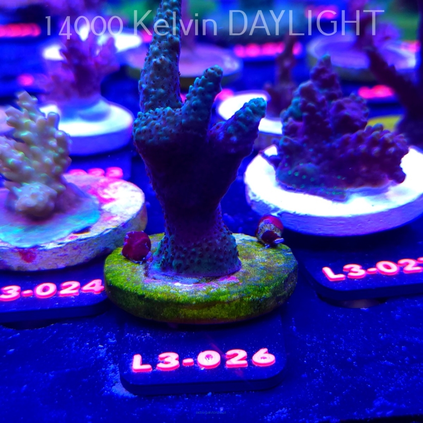 Acropora sp. AUSTRALIA (08.05.2026) L3-026  8cm