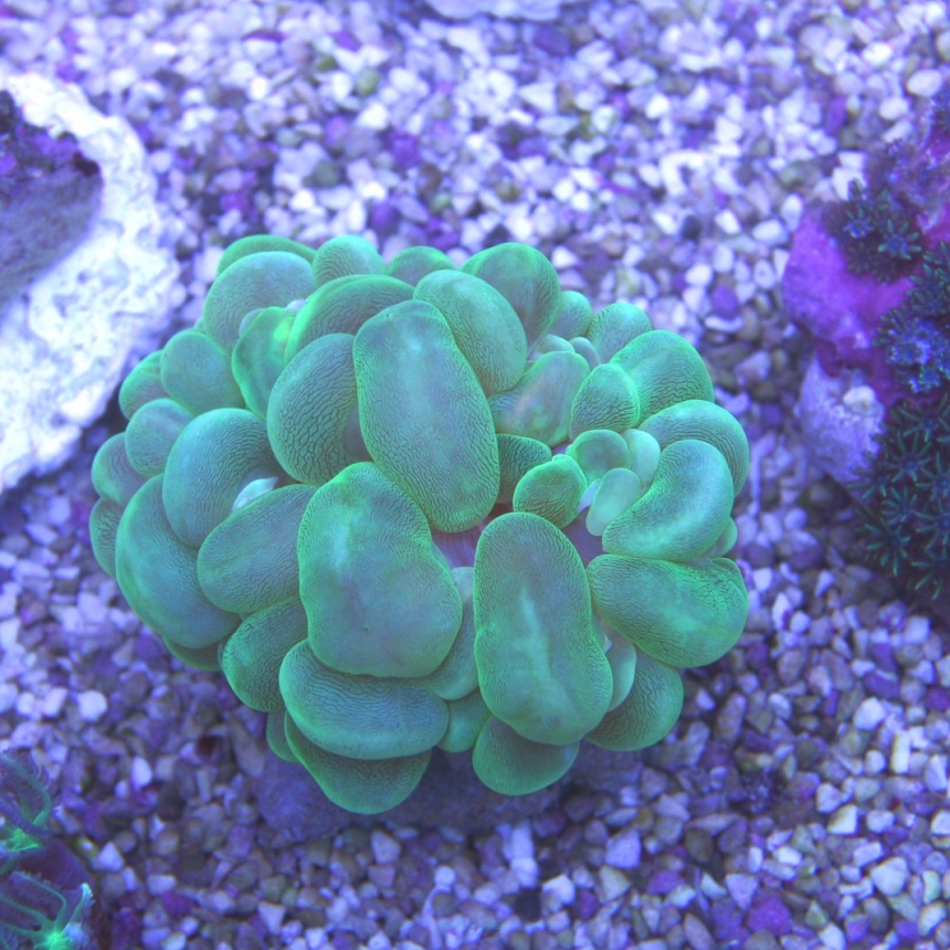 Plerogyra sinuosa