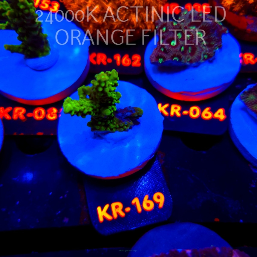 Acropora divaricata JOES MANGO GARDEN (21.04.2026) KR-169  4cm