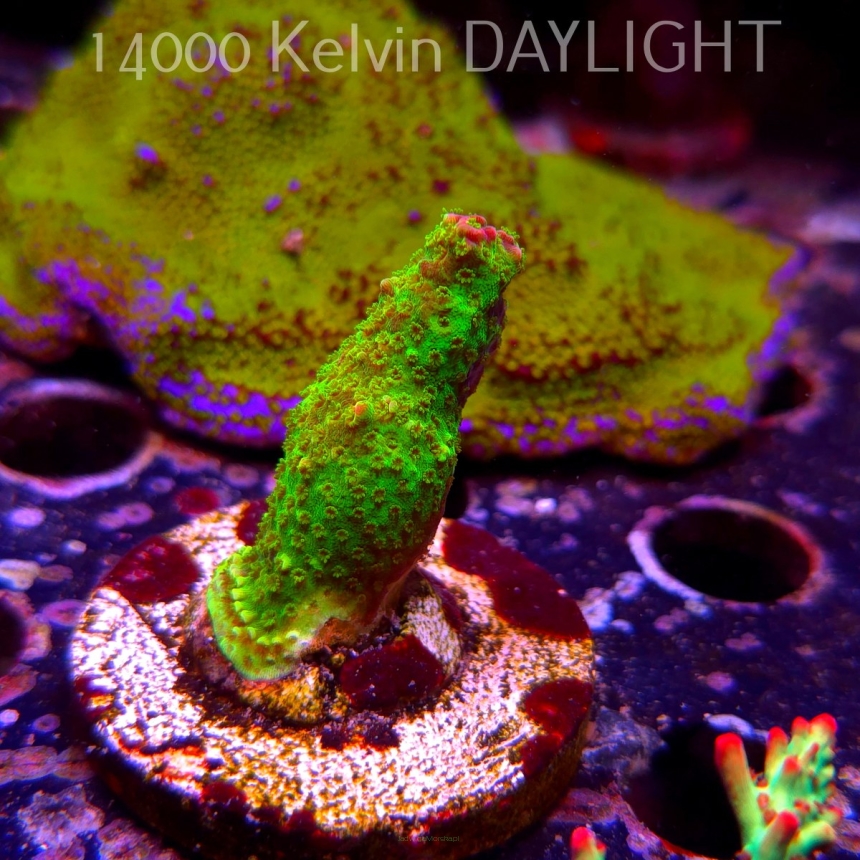 Acropora JMC SIGNATURE ABRO PRIV ACRO (07.04.2025) MM6-II-31  5cm