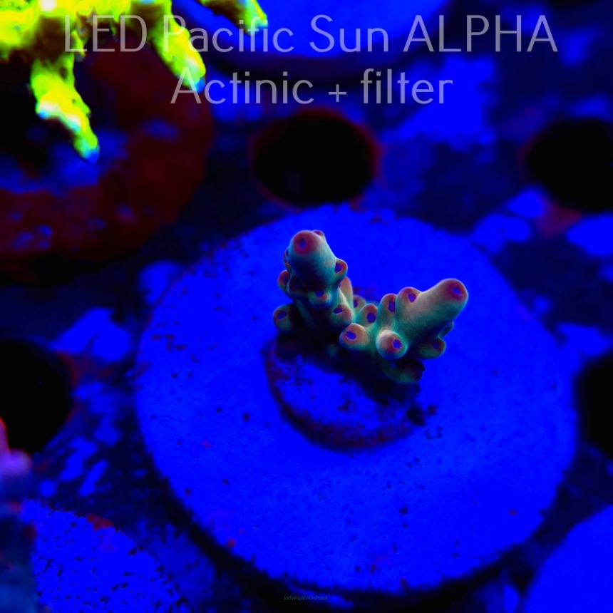 Acropora LORIPES FIJI GOLD (14.05.2024) L3-II-20 2cm (deepwater)