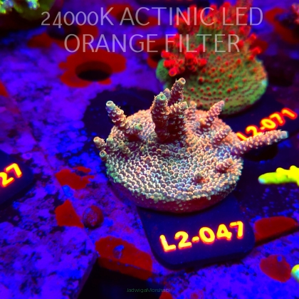 Acropora millepora CLOCKWORK ORANGE (17.03.2026) L2-047  6cm