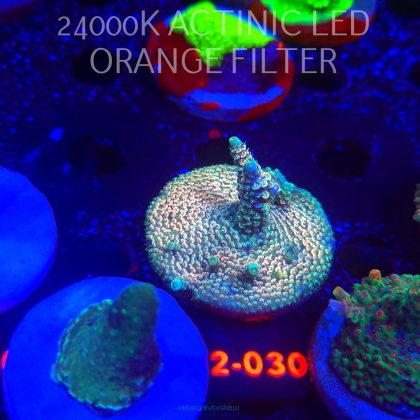 Acropora millepora CLOCKWORK ORANGE (16.11.2025) L2-030  5cm