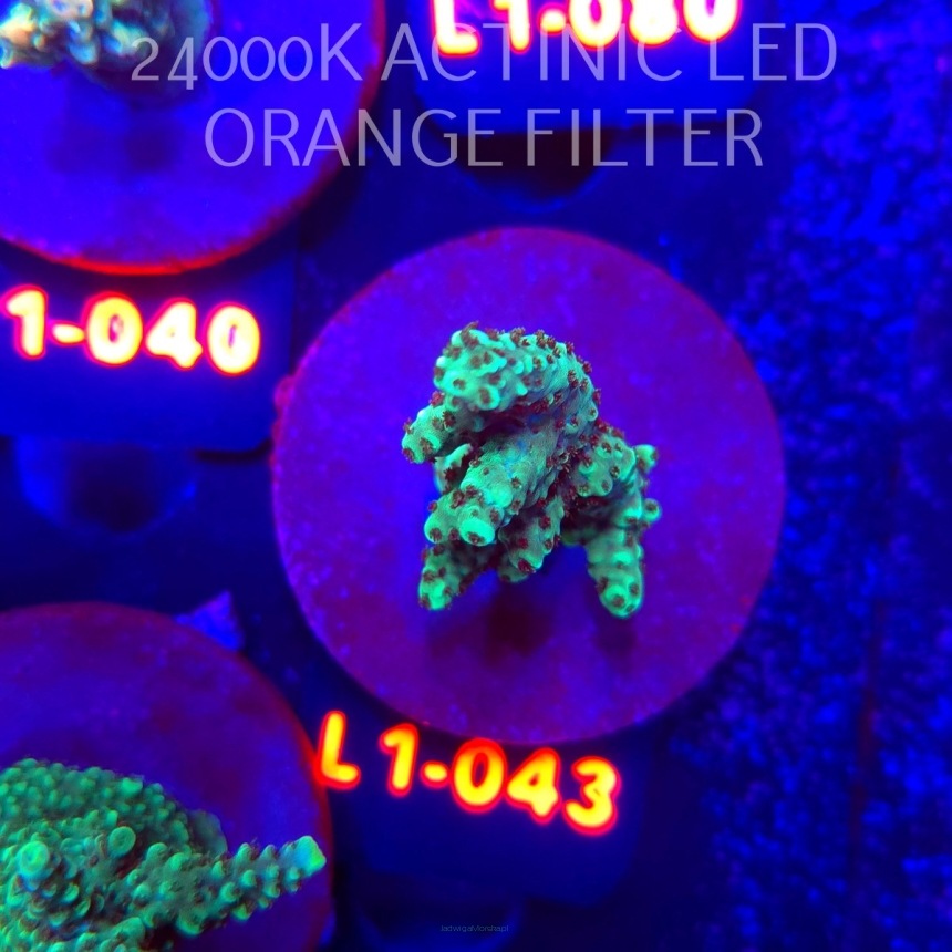 Acropora sp. URANIUM (09.10.2025) L1-043  5cm