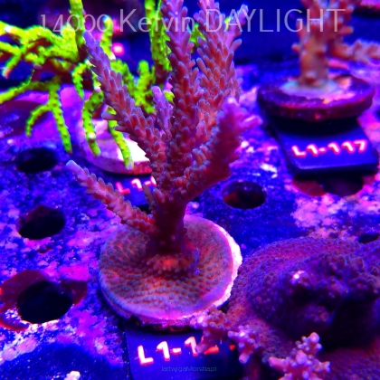 Acropora sp. AUSTRALIA  (16.03.2026) L1-121  12cm