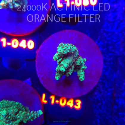 Acropora sp. URANIUM (09.10.2025) L1-043  5cm