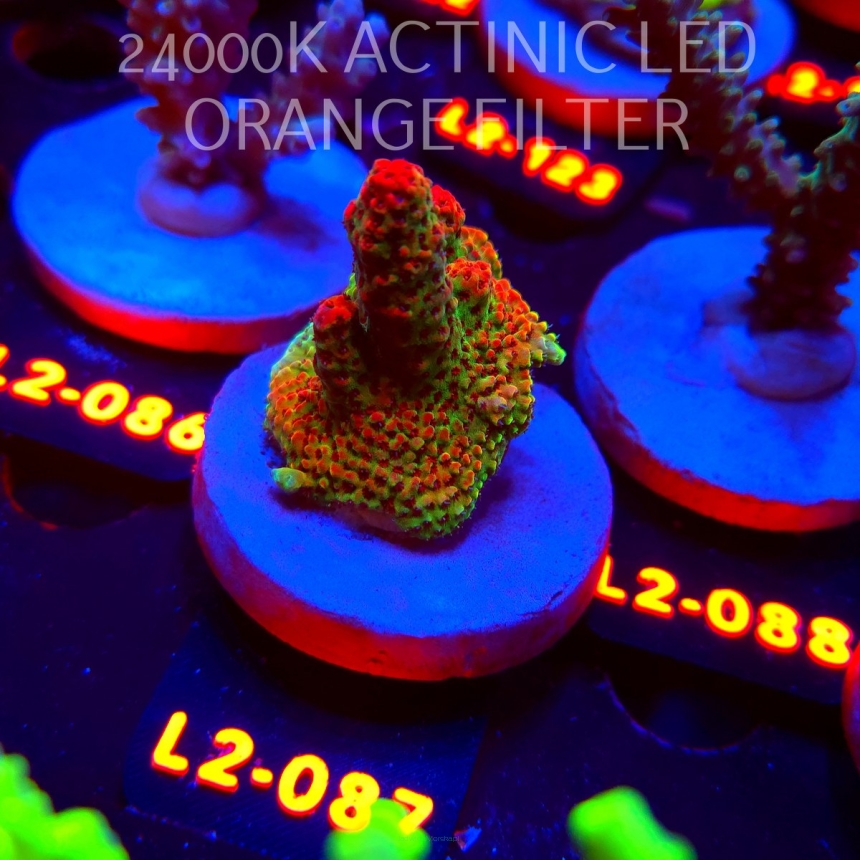Acropora HYACINTHUS RED PLANET (14.08.2026) L2-087  4cm