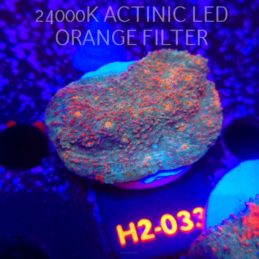 Echinophyllia Lava Rush Chalice (02.12.2025) H2-033  6cm