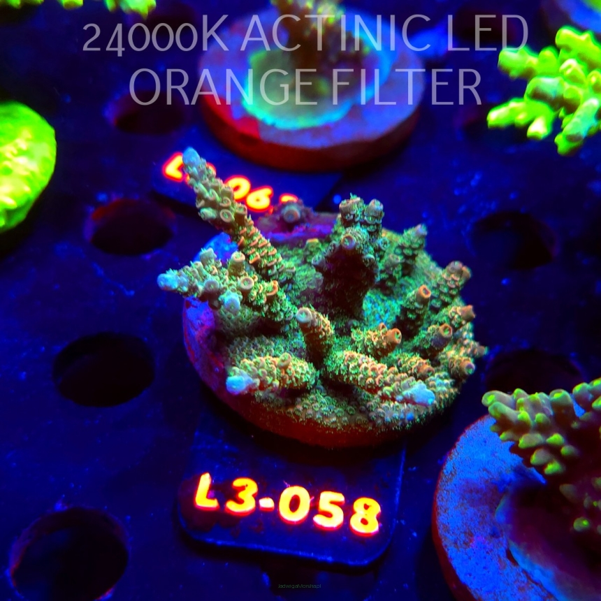 Acropora MILLEPORA SUNSET (09.05.2026) L3-058  7cm