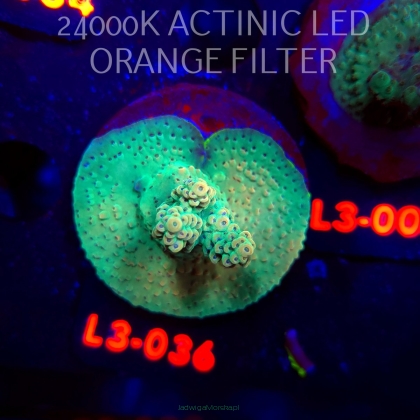 Acropora Jason Fox's Fox Flame Acro (04.01.2026) L3-036  5cm