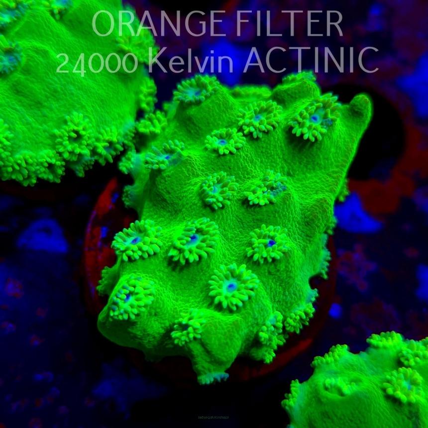 Turbinaria peltata TOXIC GREEN (11.08.2025) MM6-I-13  5cm