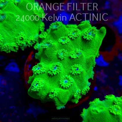 Turbinaria peltata TOXIC GREEN (11.08.2025) MM6-I-13  5cm