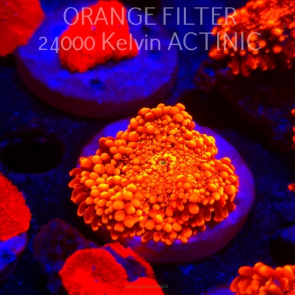 Ricordea yuma ORANGE (15.09.2026)