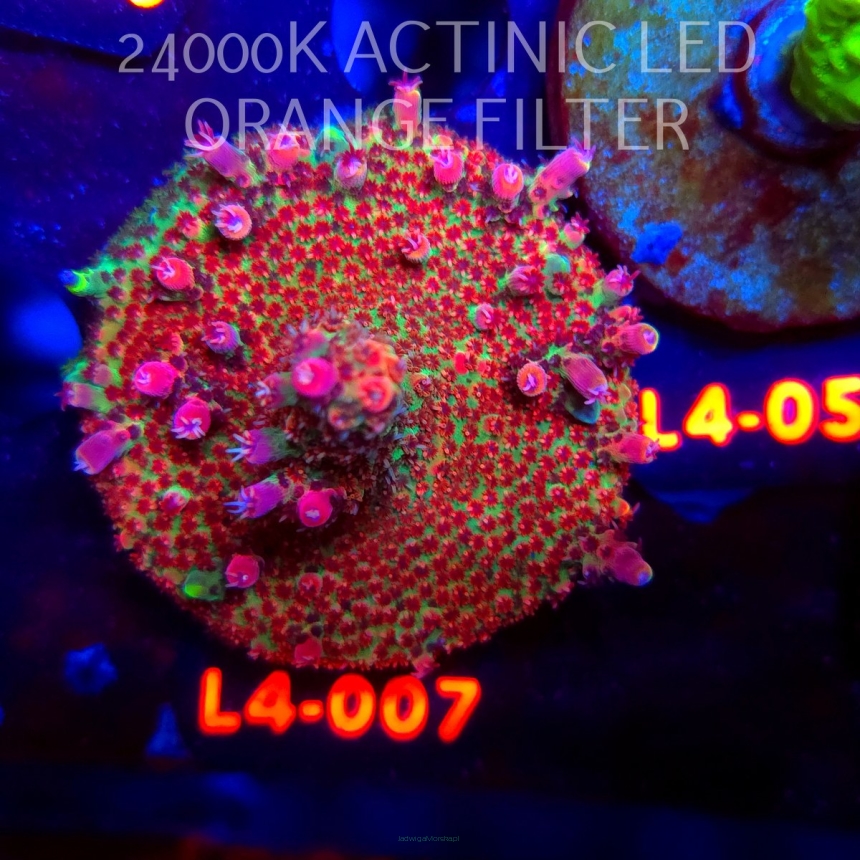 Acropora FOREST FIRE (06.01.2026) L4-007  6cm