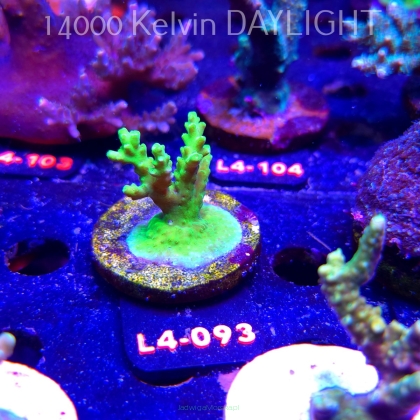 Acropora sp. PREMIUM AUSTRALIA (20.05.2026) L4-093  5cm