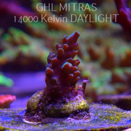 Acropora sp. AUSTRALIA (20.02.2025) L4-I-5  2cm