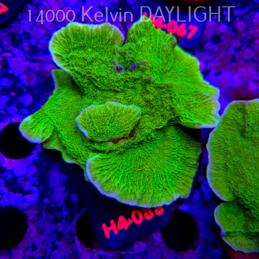 Montipora capricornis TOXIC GREEN (01.06.2026) H4-088  12cm
