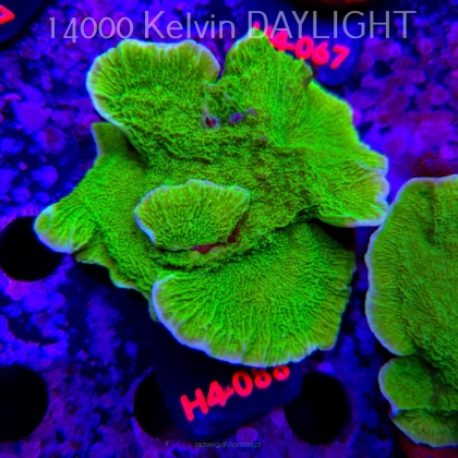 Montipora capricornis TOXIC GREEN (01.06.2026) H4-088  12cm