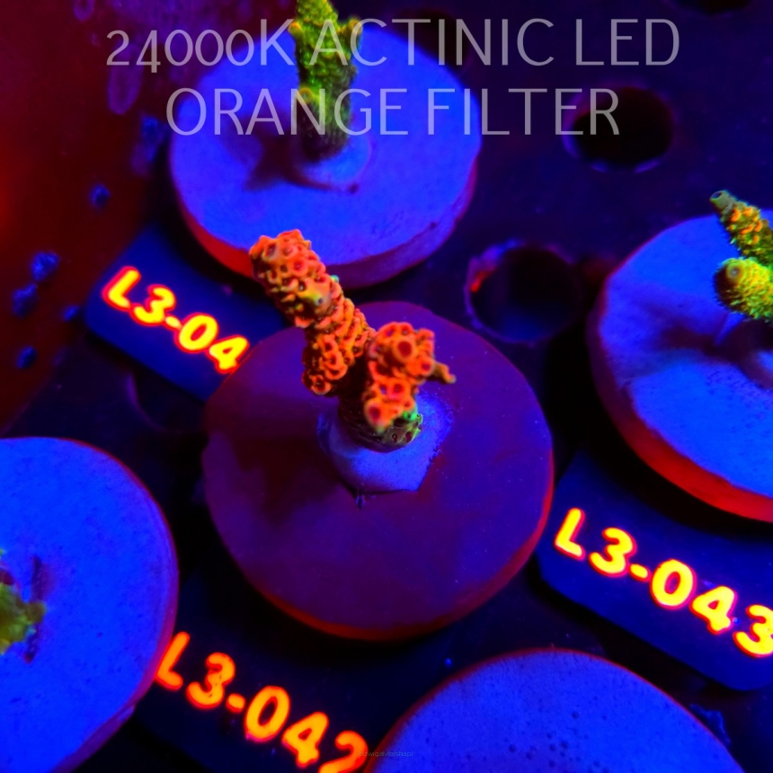 Acropora MILLEPORA RAINBOW (10.09.2026) L3-042  5cm