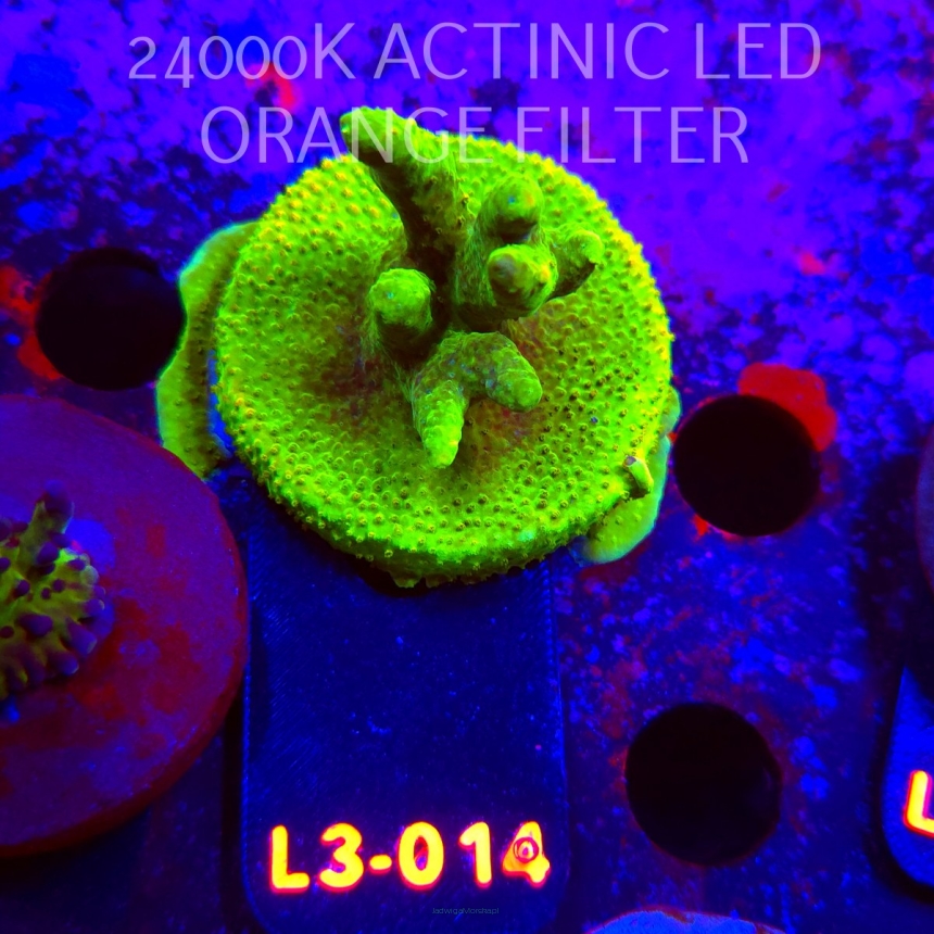 Acropora RR RAINBOW LOOM (04.01.2026) L3-014  5cm