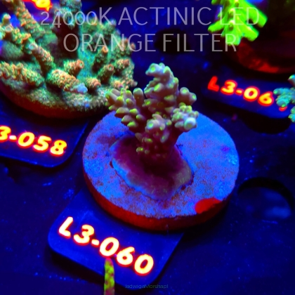 Acropora sp. PREMIUM AUSTRALIA (09.05.2026) L3-060  5cm