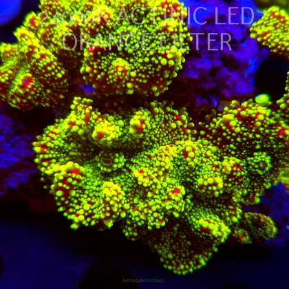 Ricordea yuma HULK (17.01.2026) 1P