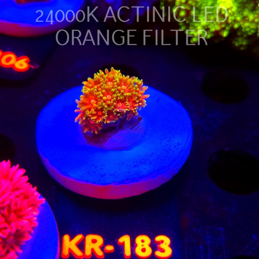 Goniopora FIREBALL (17.01.2026) KR-183  2cm